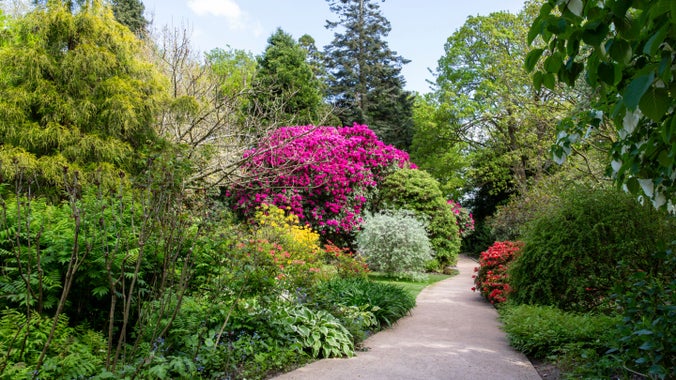 A path lined with shrubs, rhododendrons and other spring blooms at Chirk Castle, Wrexham, Wales